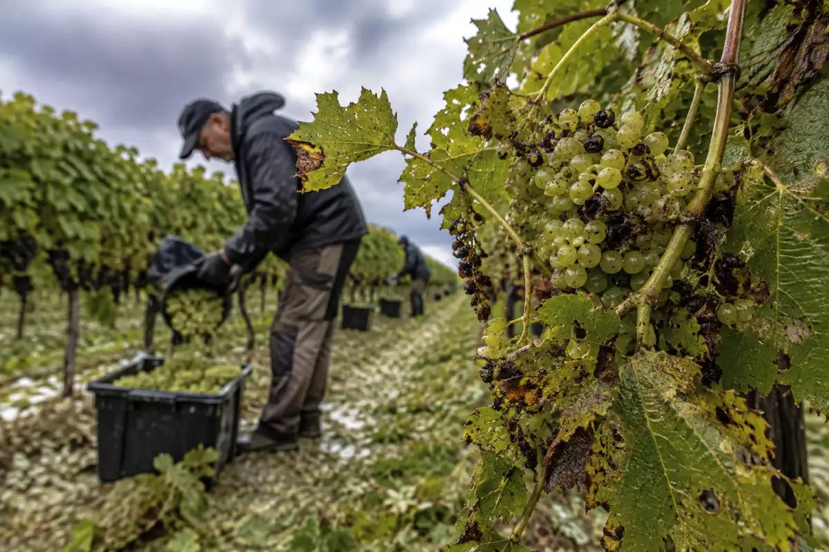 Grêle avant les vendanges : pourquoi certains vignerons du Sud-Ouest ont dû récolter plus tôt