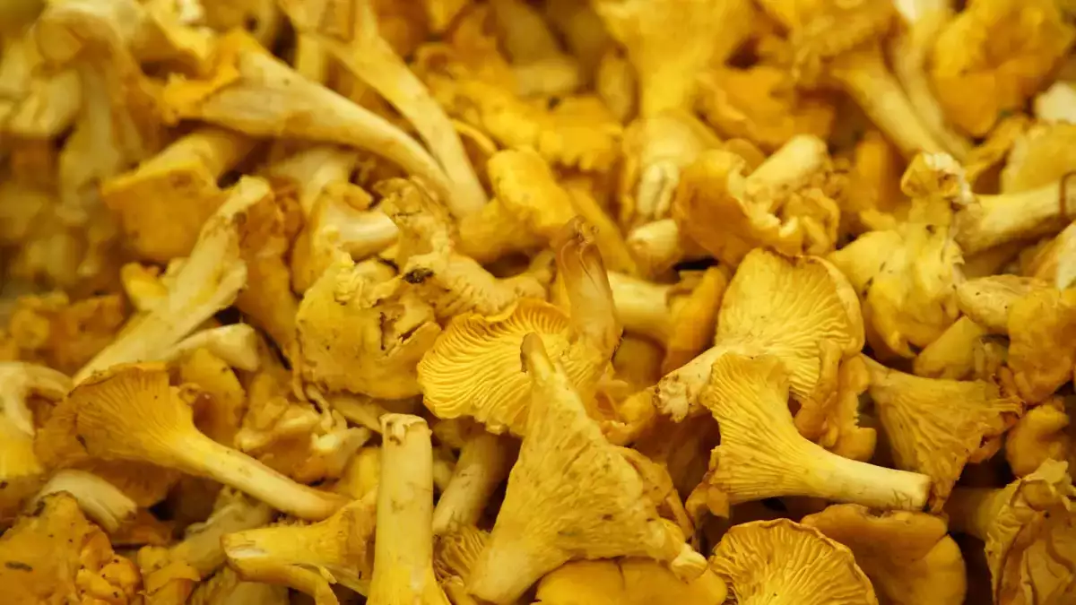 Girolles fraîches : comment les préparer et les cuire sans les détremper ?