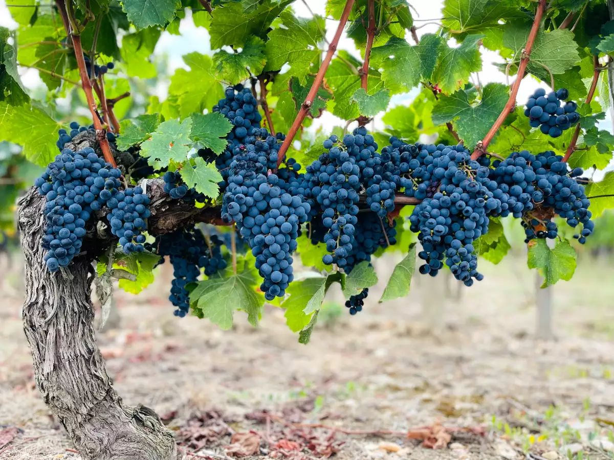 Bordeaux : 3, 2 ou 1 grappe Michelin, le classement qui aide enfin à comprendre les grands châteaux