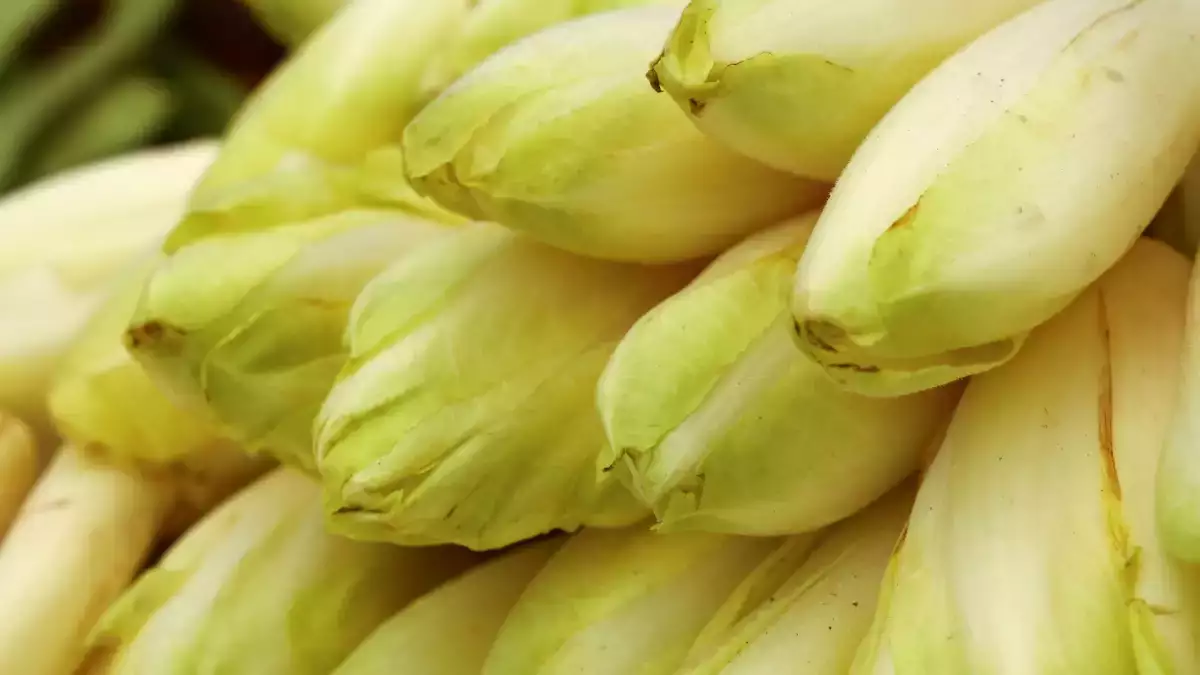 Comment éviter que les endives rendent toute leur eau dans le gratin