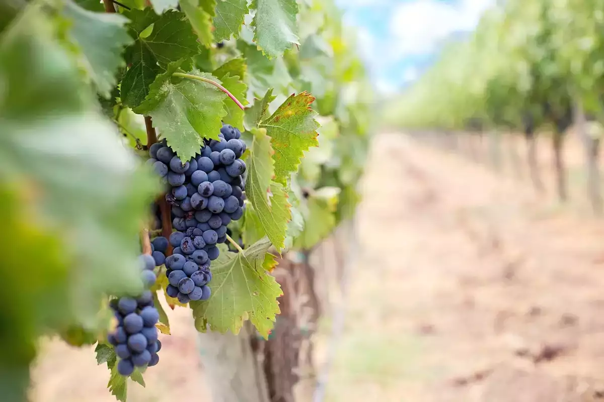 Côtes du Rhône Villages : la petite appellation du Rhône que tout amateur de vin devrait connaître