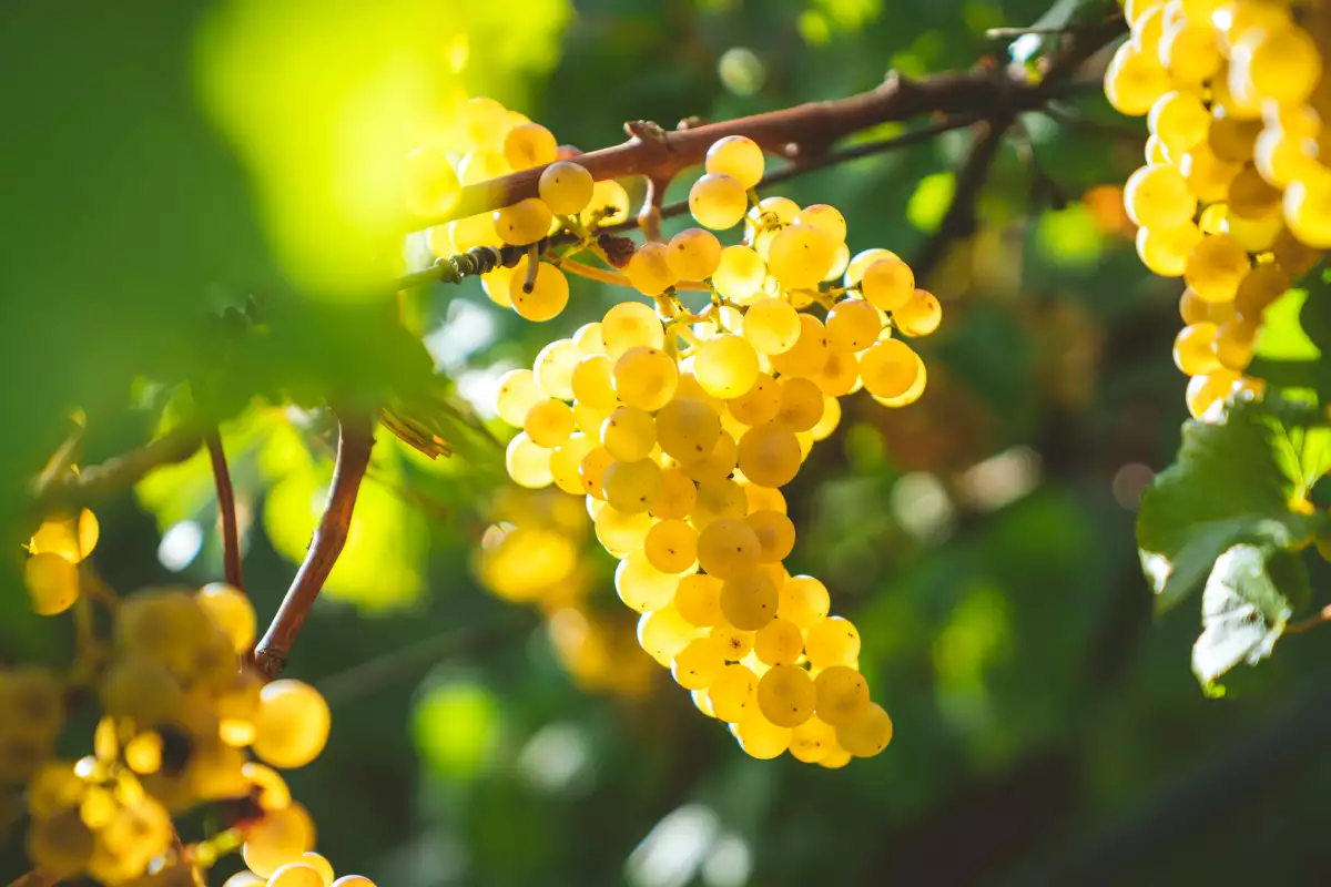 Quelle différence entre Chablis et Petit Chablis ? Guide clair pour choisir selon style et terroir