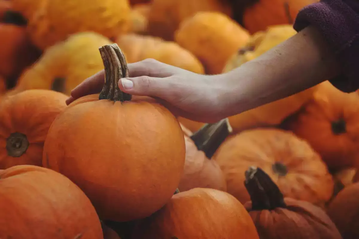 Comment choisir une bonne citrouille avant de l’acheter : 7 détails à vérifier en quelques secondes