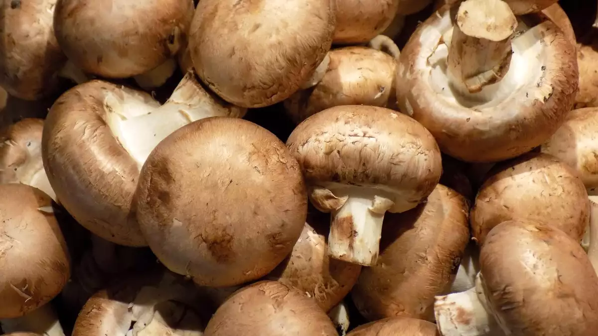 Champignons : comment les conserver plus longtemps sans qu’ils deviennent mous