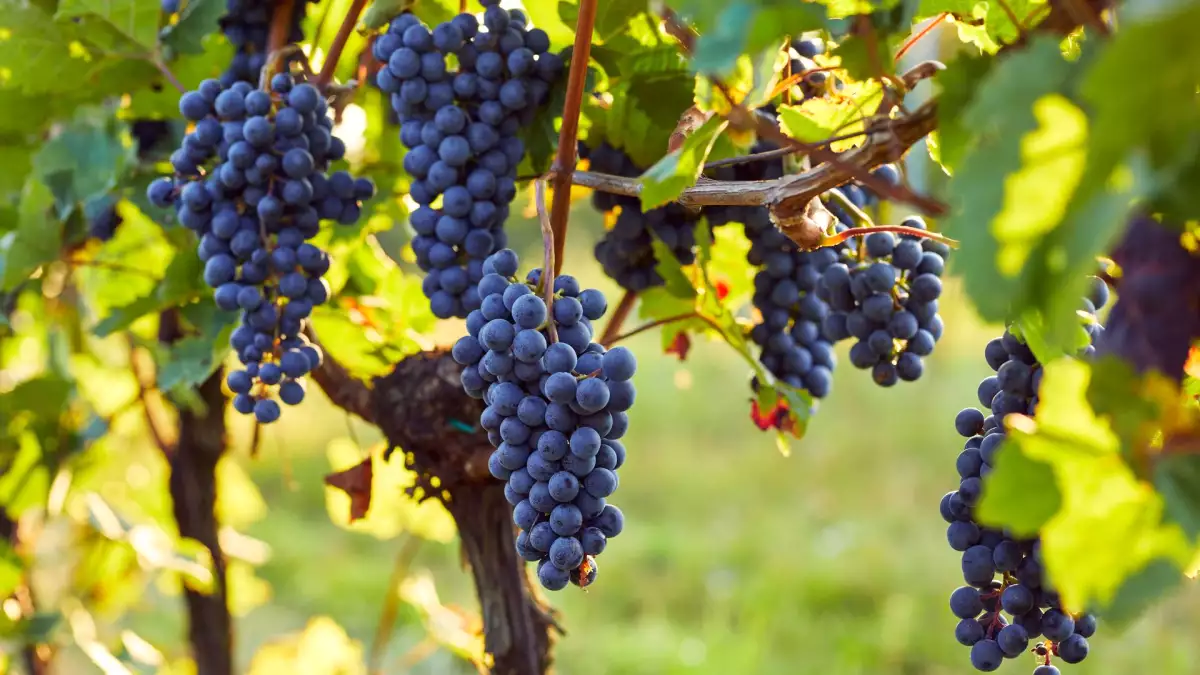 Vignobles en Scène commence vendredi : voici où sortir dans les vignobles ce week-end