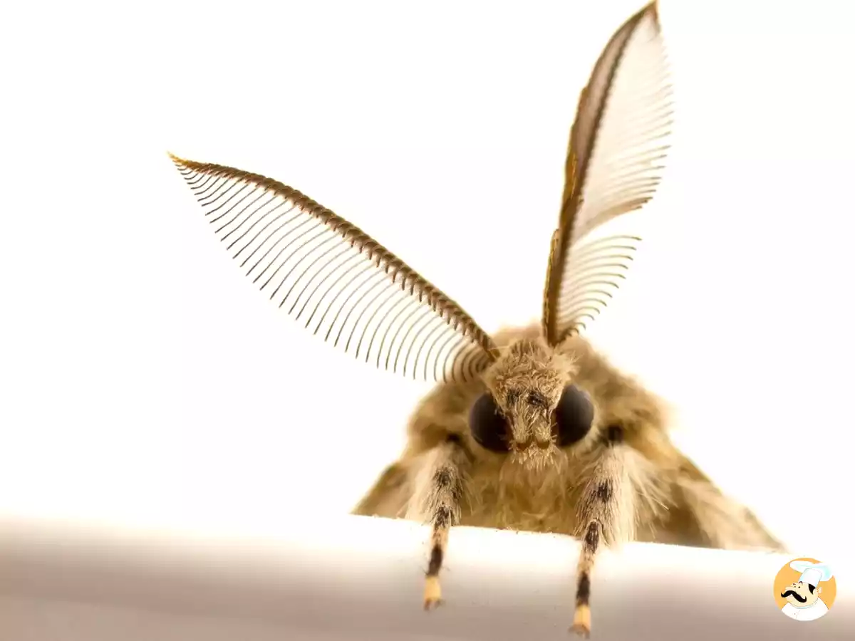 Comment se débarrasser des mites dans votre cuisine : ces astuces qui marchent vraiment!