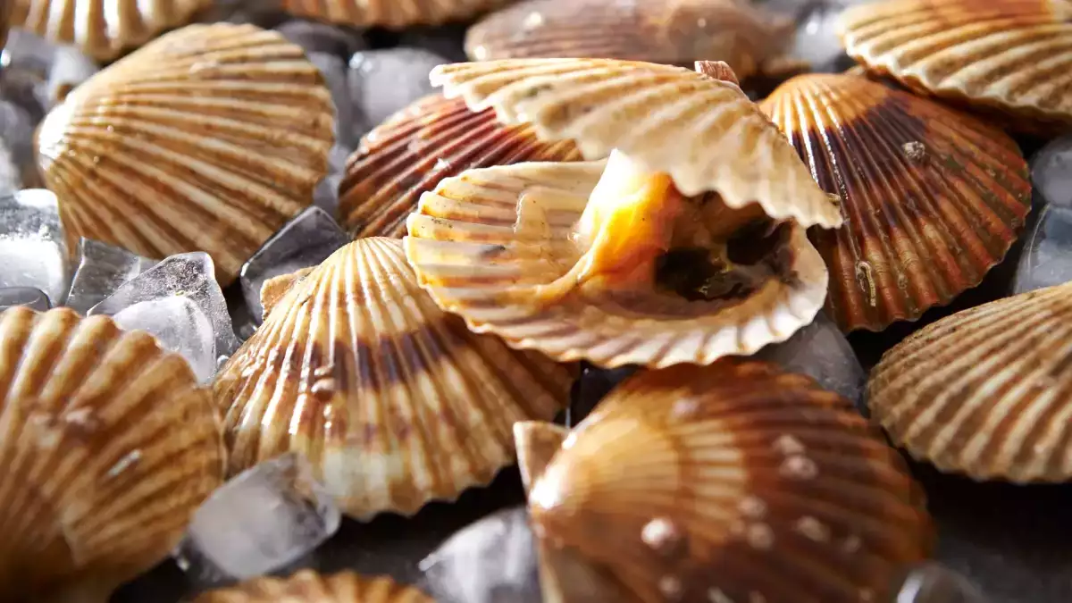 Des noix de Saint-Jacques rappelées dans toute la France : vérifiez ces barquettes