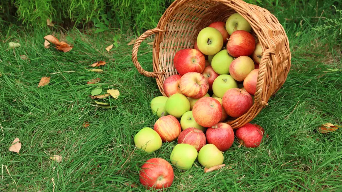 Pommes : pourquoi certaines récoltes sont bien moins généreuses cette année ?
