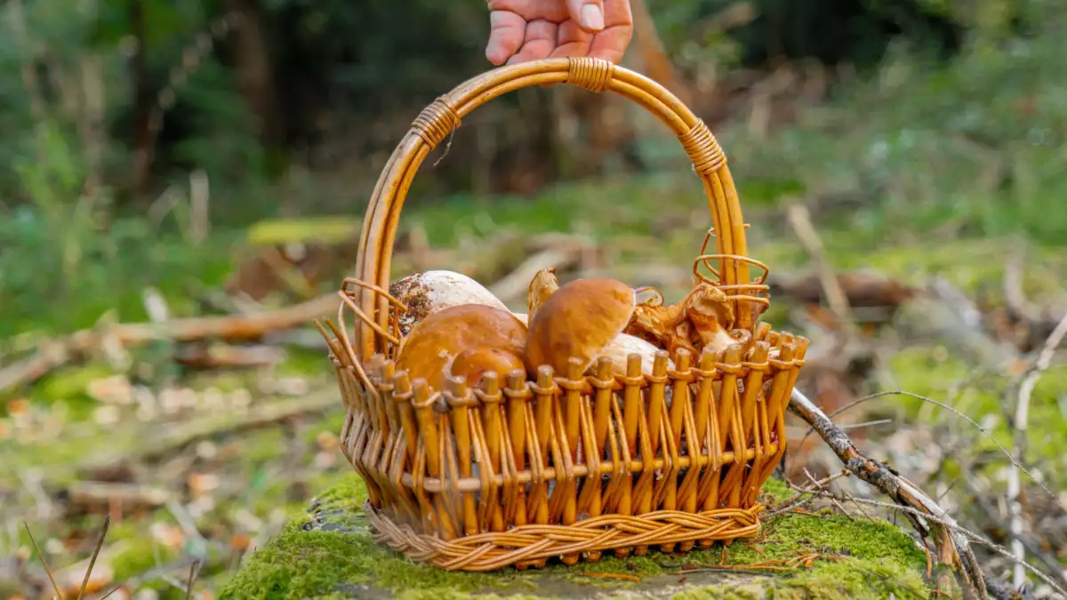 Champignons cueillis : les bons gestes à faire avant de les cuisiner