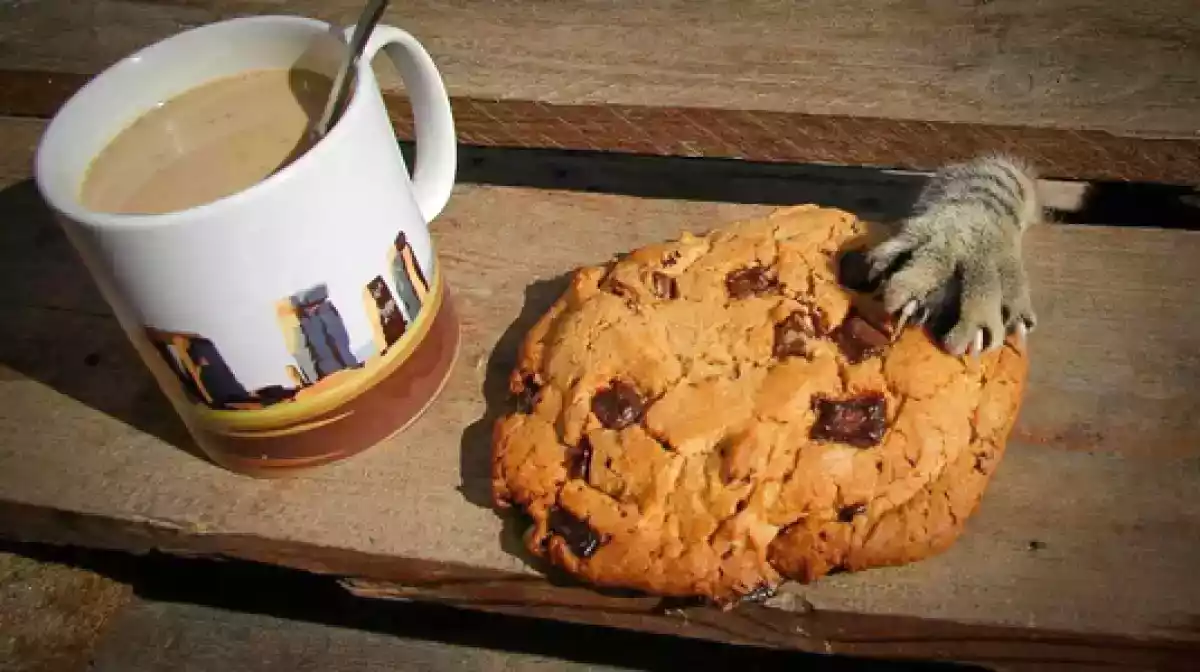 Les chats et la nourriture, une grande histoire d'amour!