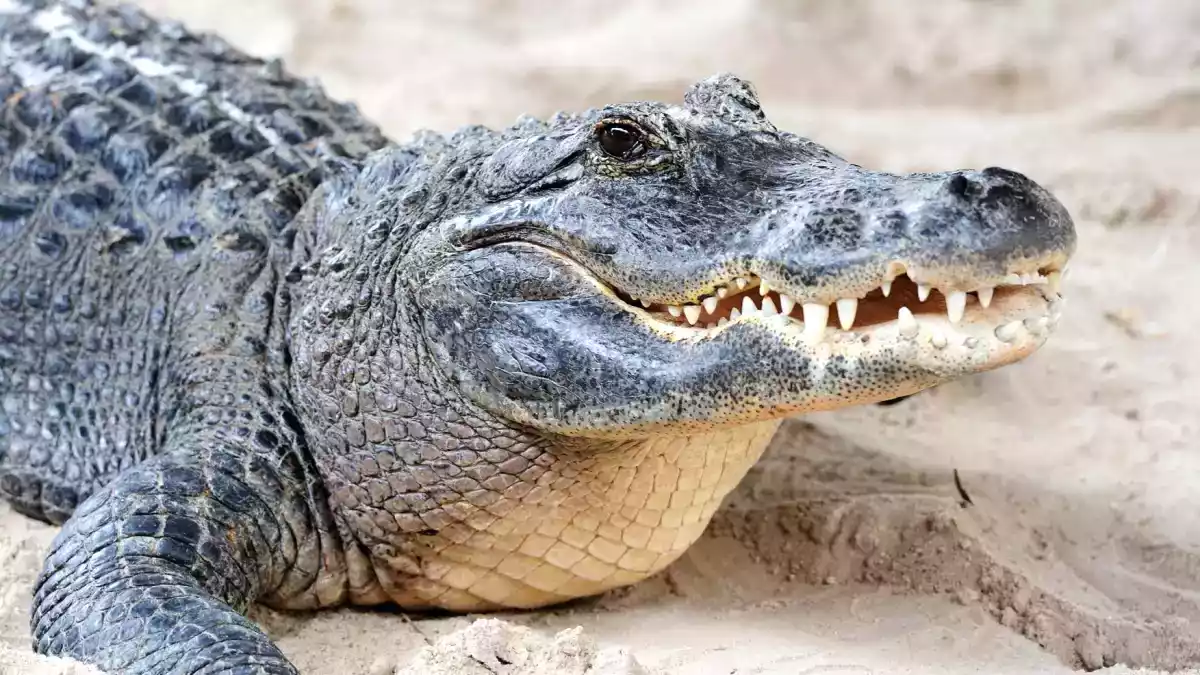 Des assiettes qui défient l’imagination, 8 viandes surprenantes à découvrir !