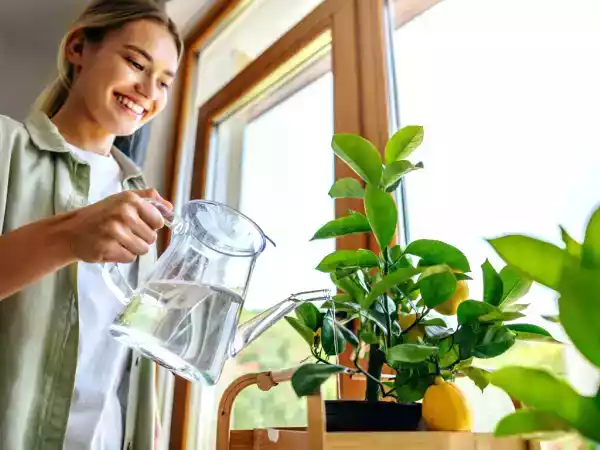 Comment planter et entretenir un citronnier à la maison (et même dans un appartement !)
