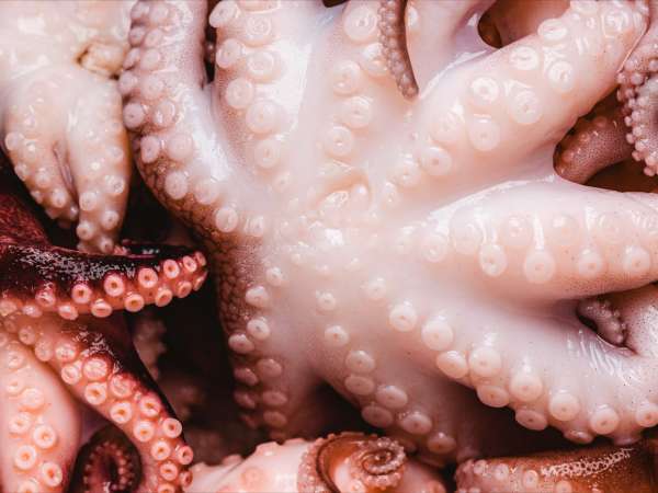 Cuire le poulpe avec un bouchon de liège : vrai secret de chef ou simple légende ?