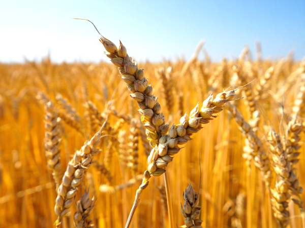 Arrêter le gluten : que se passe-t-il vraiment dans votre corps ?