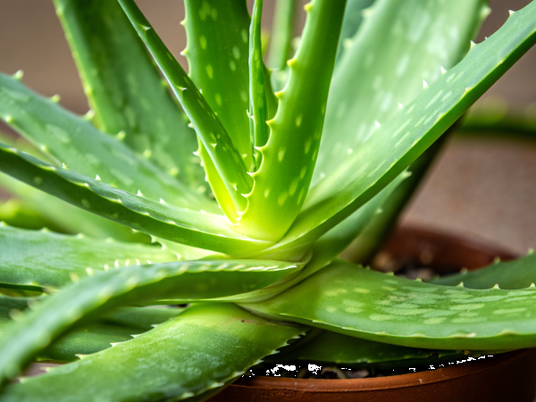 Trousse santé naturelle : les 5 essentiels à glisser dans sa valise pour un été serein
