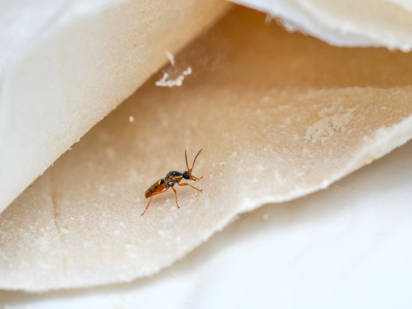 Ces petites bêtes peuvent ruiner votre cuisine : voici comment dire adieu aux mites alimentaires