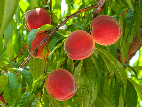 La recette maison de confiture de pêches de vigne : un parfum d’automne à mettre en pot