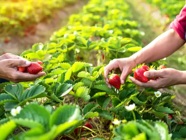 Fraises : tous leurs bienfaits santé et conseils de consommation