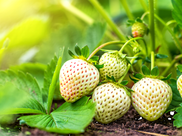 Fraise blanche : tout savoir sur ce fruit rare et parfumé