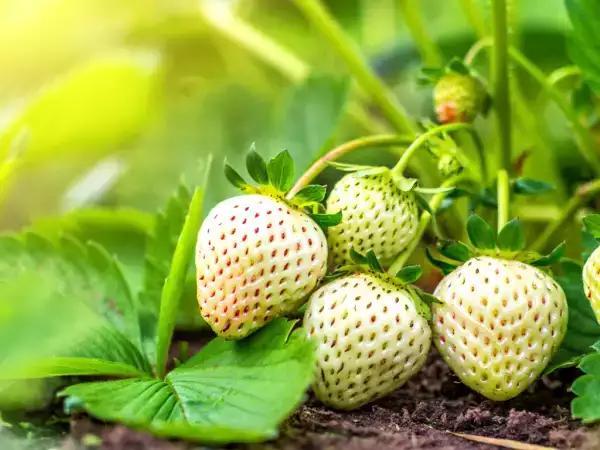 Fraise blanche : tout savoir sur ce fruit rare et parfumé