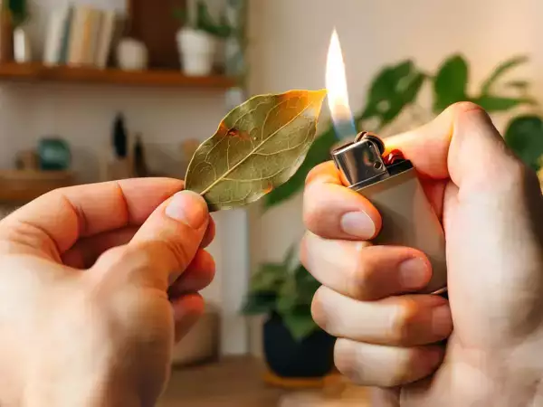 Brûler une feuille de laurier : simple rituel ou vrai effet sur le corps ? Ce que dit vraiment la science