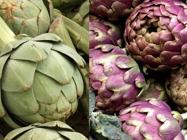 Artichaut violet ou vert : quelles différences et lequel choisir ?