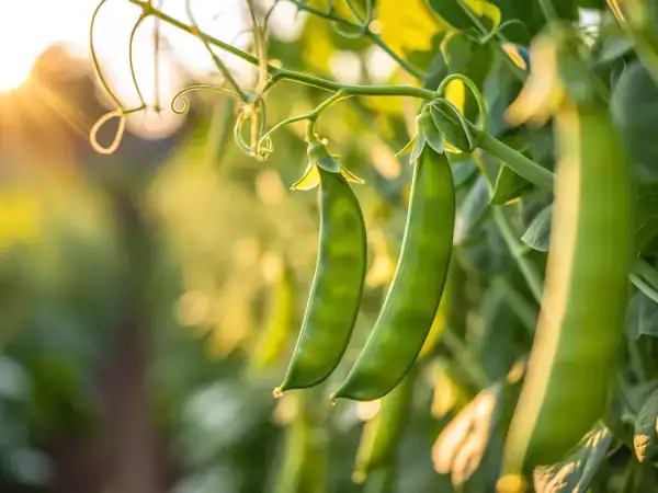 Comment cuire les pois gourmands facilement ? Toutes les astuces pour les garder croquants et savoureux