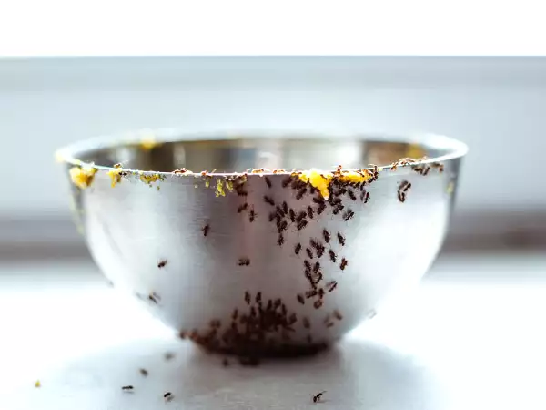 Fourmis dans la cuisine ? Voici les astuces de grand-mère qui fonctionnent vraiment