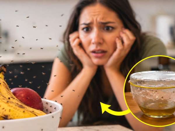 Moucherons de cuisine : une méthode naturelle et facile pour s'en débarrasser rapidement avant l'été