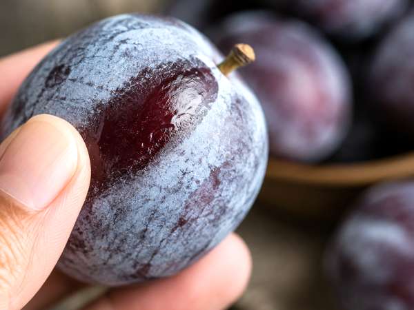 Pourquoi les prunes ont une pellicule blanche et comment savoir si elles sont bonnes à manger