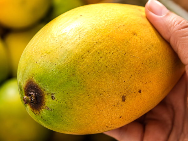 Avant d’acheter une mangue, ces petits détails peuvent révéler si elle sera vraiment sucrée...