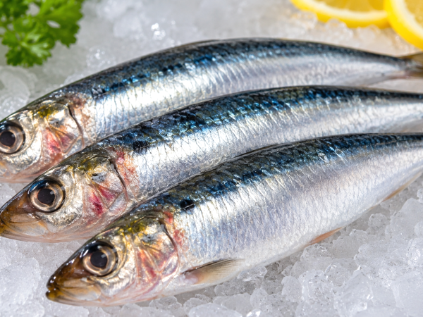 Comment reconnaître une sardine qui n’est pas fraîche? Les signes à vérifier avant d’acheter