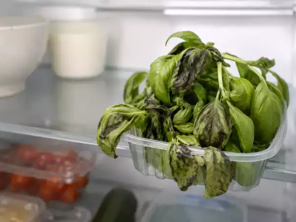 Votre basilic noircit au réfrigérateur ? C’est probablement à cause de cette erreur...