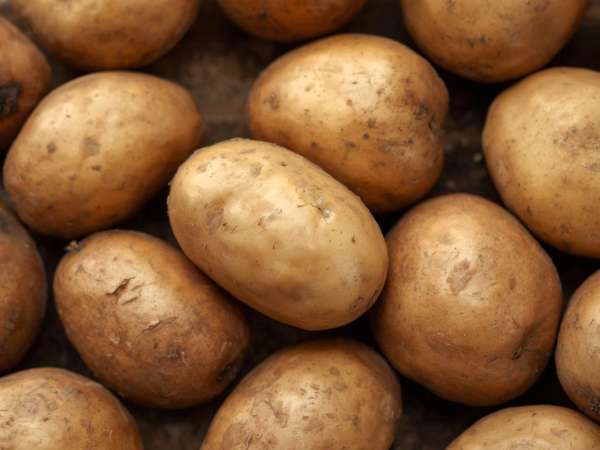 La meilleure variété de pommes de terre pour une purée digne d’un chef : voici celle qu’il vous faut absolument