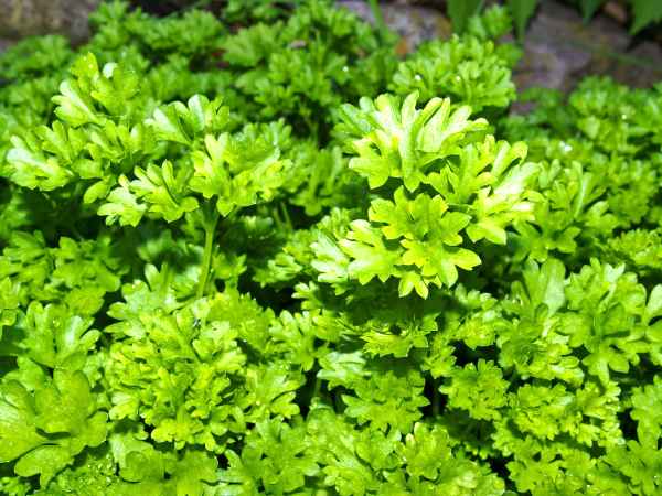 L'astuce infaillible pour effeuiller vos herbes aromatiques super facilement !