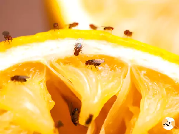 Se débarrasser des moucherons en cuisine : astuces naturelles et efficaces, faciles à appliquer