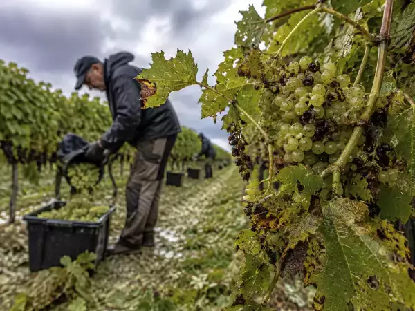 Grêle avant les vendanges : pourquoi certains vignerons du Sud-Ouest ont dû récolter plus tôt