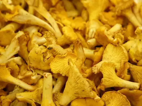 Girolles fraîches : comment les préparer et les cuire sans les détremper ?