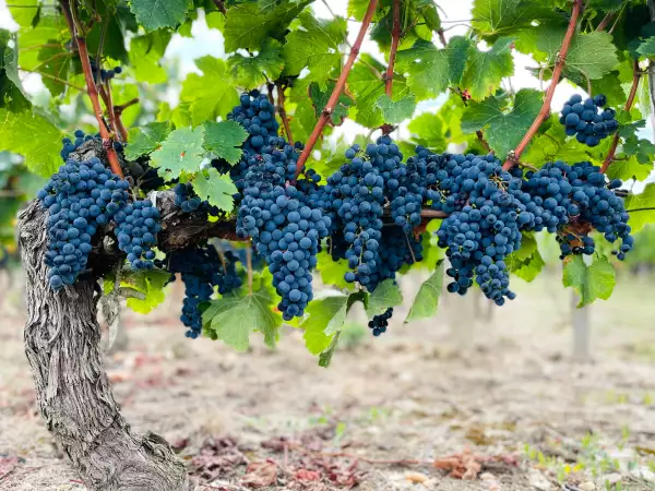 Bordeaux : 3, 2 ou 1 grappe Michelin, le classement qui aide enfin à comprendre les grands châteaux