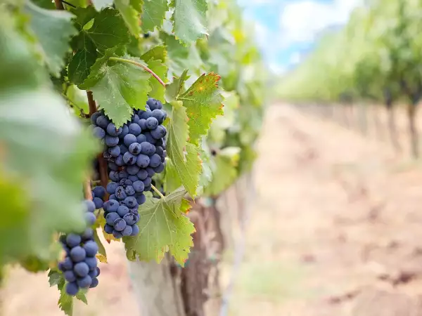 Côtes du Rhône Villages : la petite appellation du Rhône que tout amateur de vin devrait connaître