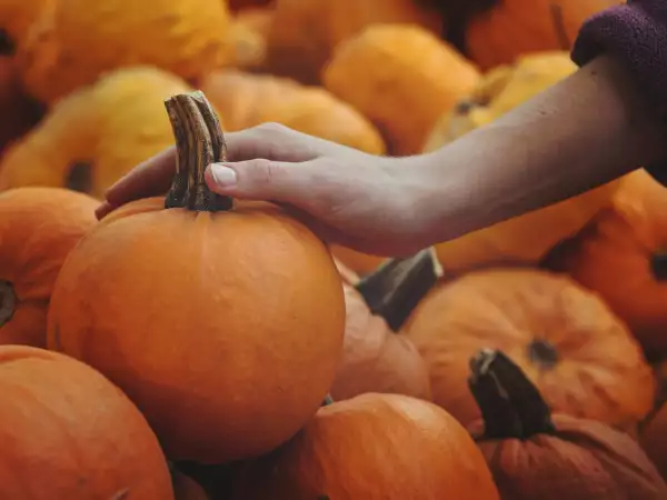Comment choisir une bonne citrouille avant de l’acheter : 7 détails à vérifier en quelques secondes