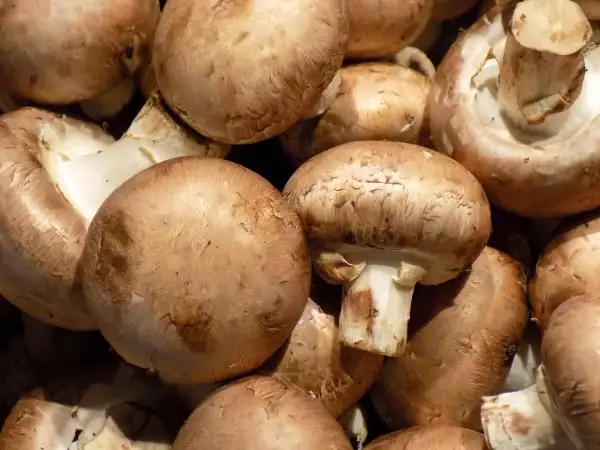 Champignons : comment les conserver plus longtemps sans qu’ils deviennent mous