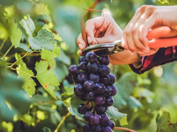 Fête des Vendanges à Saint-Émilion : ce qu’il faut savoir avant d’y aller les 10 et 11 octobre