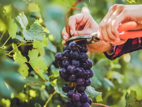Fête des Vendanges à Saint-Émilion : ce qu’il faut savoir avant d’y aller les 10 et 11 octobre