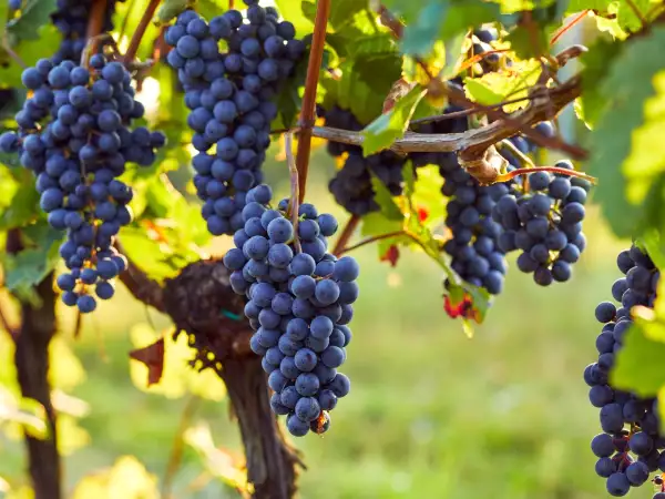 Vignobles en Scène commence vendredi : voici où sortir dans les vignobles ce week-end