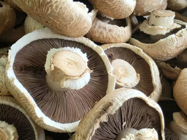 Vous avez cueilli des champignons ? Attention, une photo ne suffit pas pour les identifier !