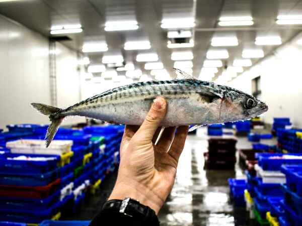 Comment savoir si un poisson est frais? 5 clés pour ne jamais se tromper!