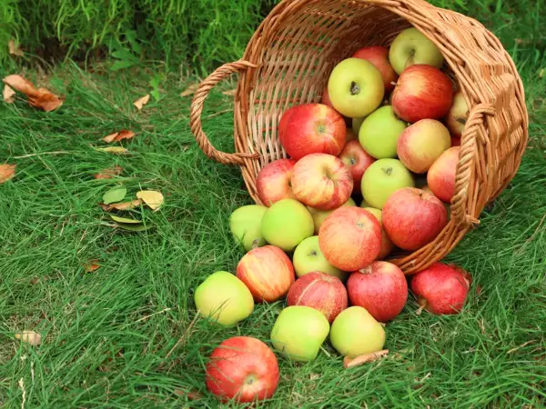 Pommes : pourquoi certaines récoltes sont bien moins généreuses cette année ?