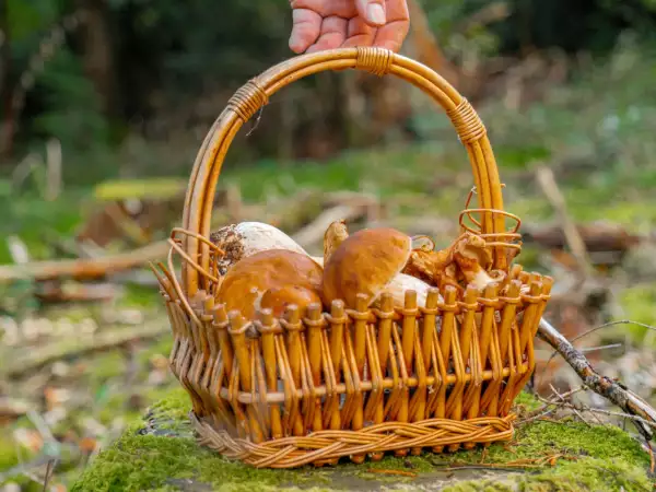 Champignons cueillis : les bons gestes à faire avant de les cuisiner