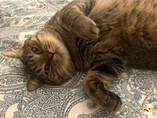 Les aliments humains bons pour les chats : lesquels sont sans danger?